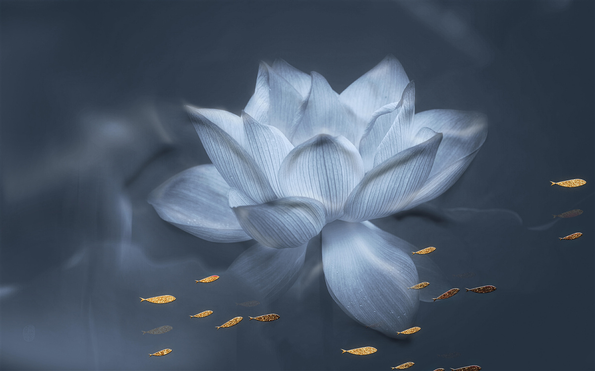 Fototapeta złota rybka i biały lotos