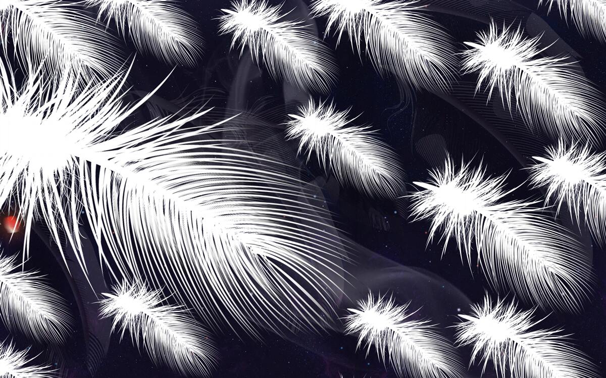 Fototapeta pióra są białe, miękkie i puszyste