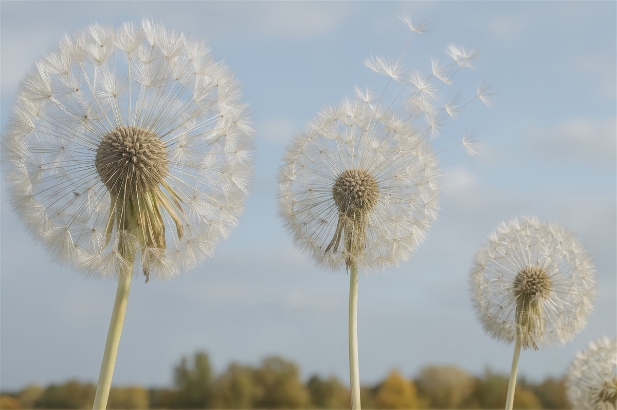 Fototapeta Wielkie mlecze.