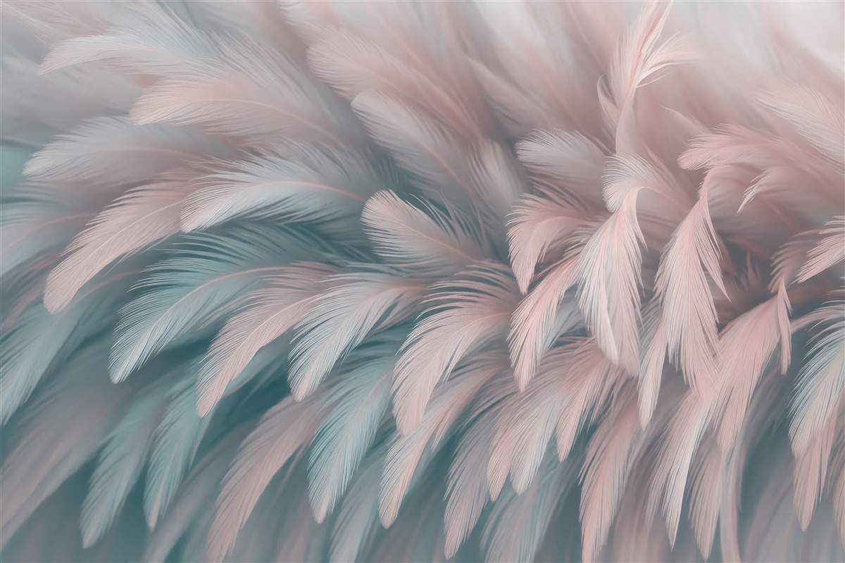 Fototapeta Subtelne pióra