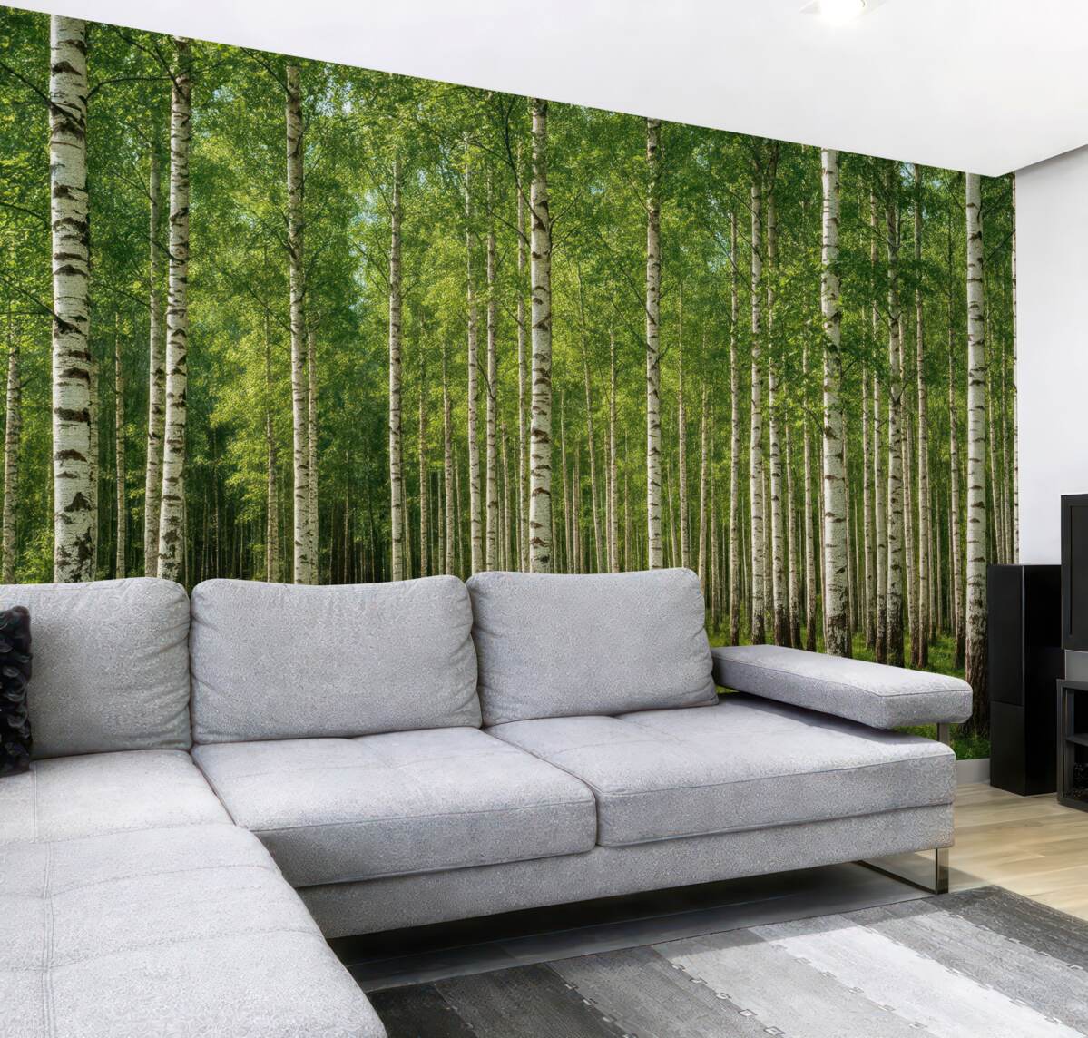 Fototapeta Gaj brzozowy.