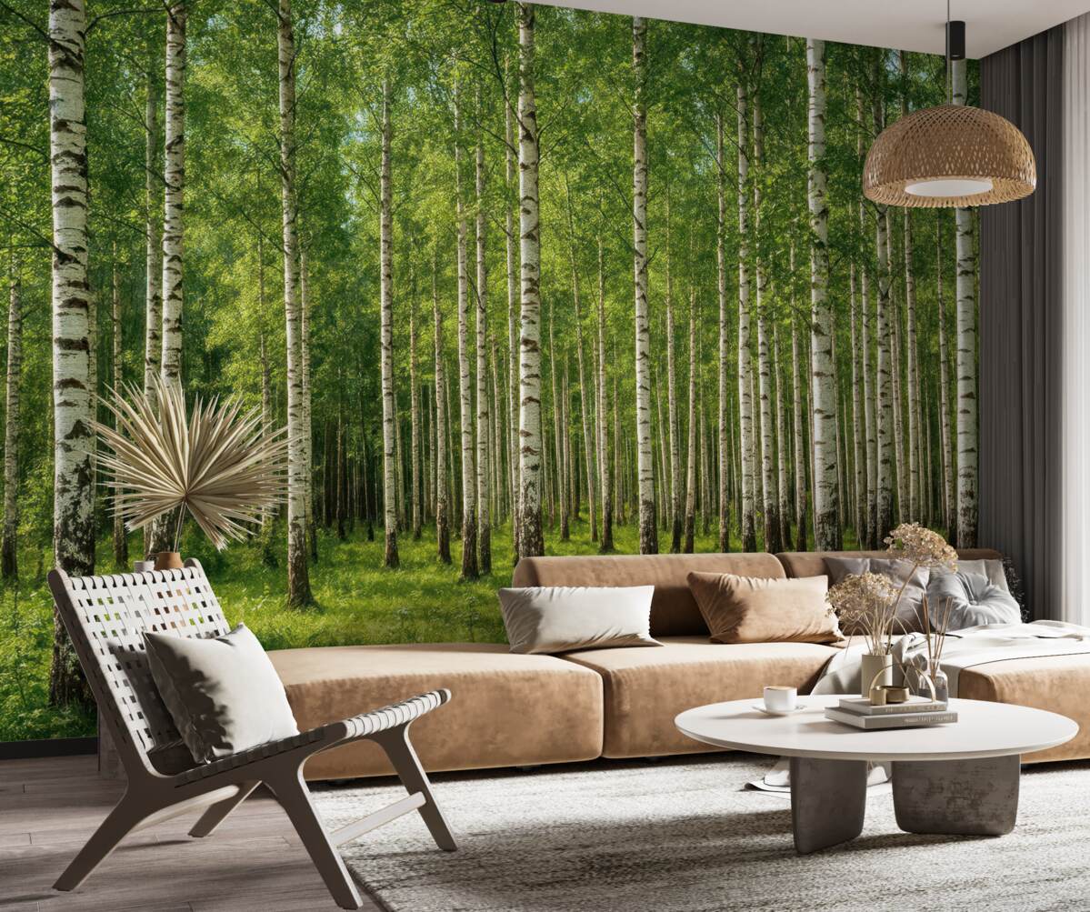 Fototapeta Gaj brzozowy.