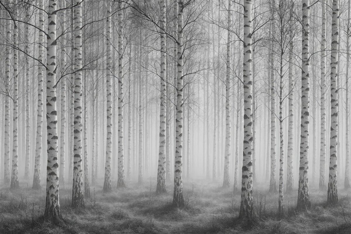 Fototapeta Poranna mgła w lesie brzozowym.