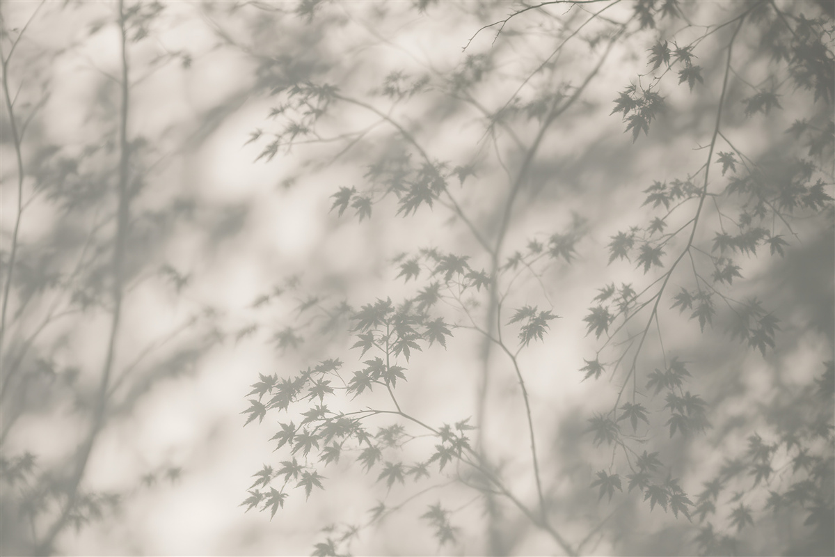 Fototapeta Cień na murze.