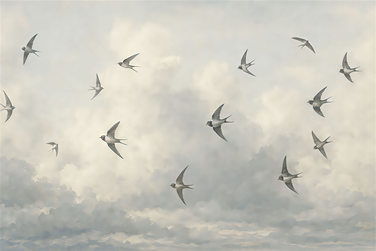 Fototapeta Błękitne niebo z jerzykami.