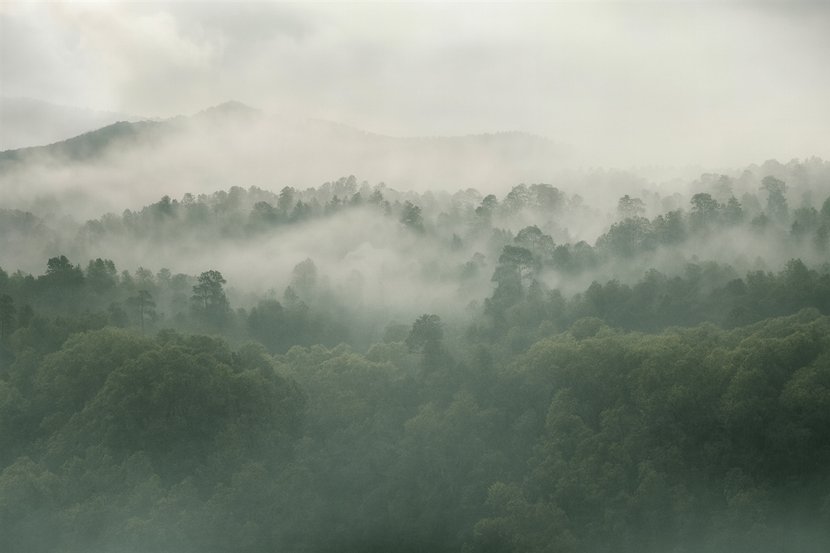 Fototapeta zielony zamglony las za oknem