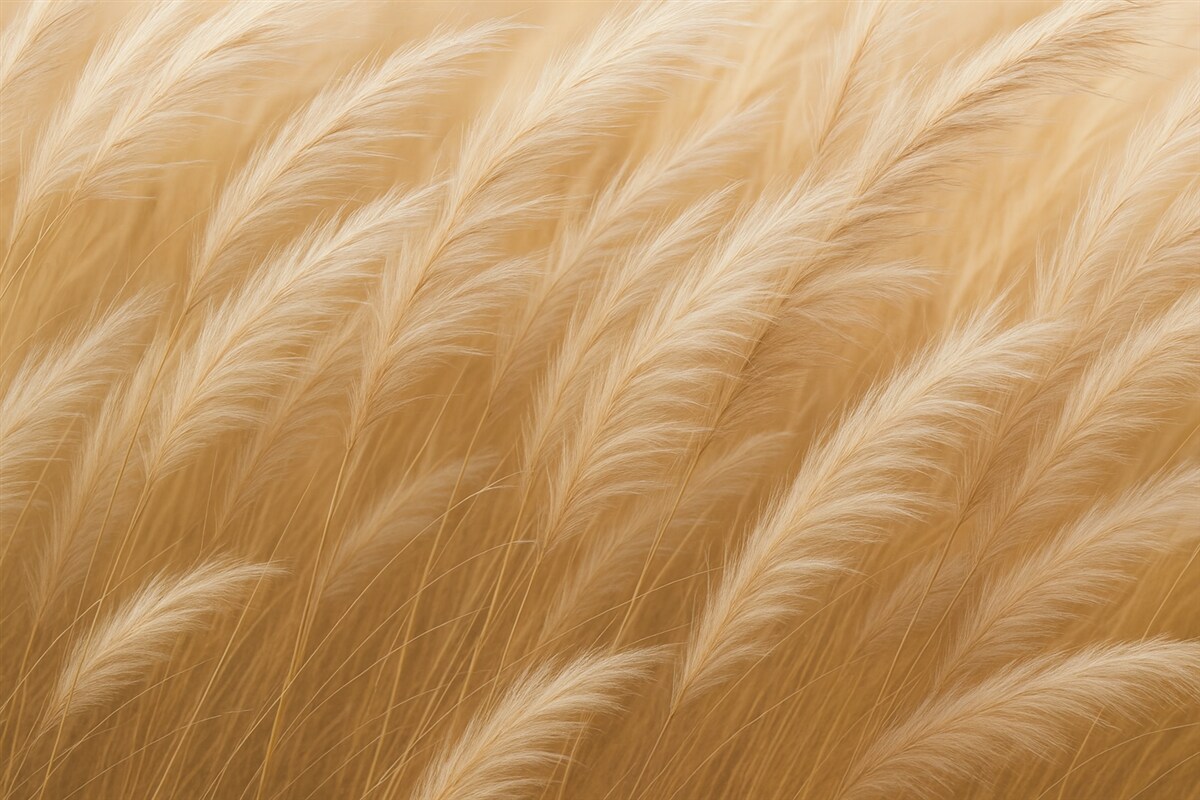 Fototapeta Kłoski trawy wiejskiej w kolorze żółtym.