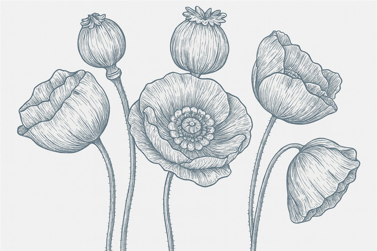 Fototapeta Kwiat maku w odcieniu niebieskim, pasy, mak.