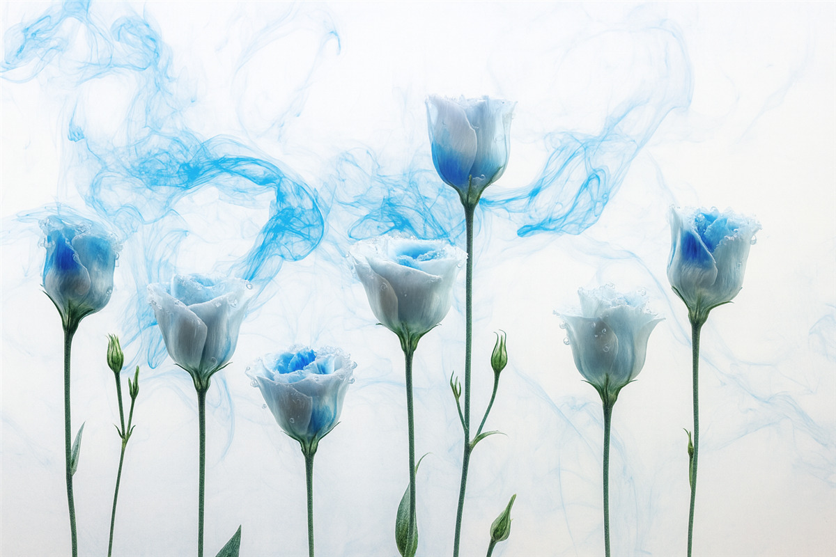 Fototapeta Białe róże zanurzone w wodzie na jasnym tle z błękitnymi smugami farby akrylowej.