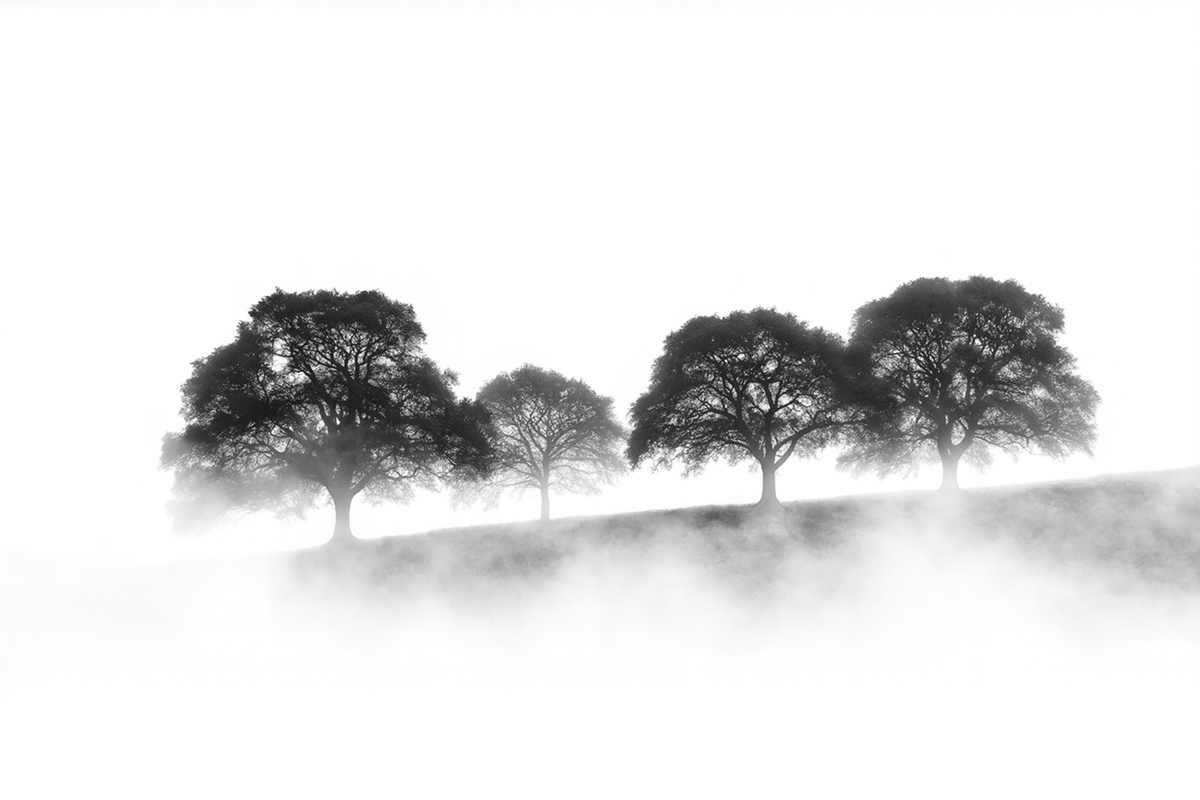 Fototapeta Drzewa na pagórku, prostota, przyroda, monochromatyczny.