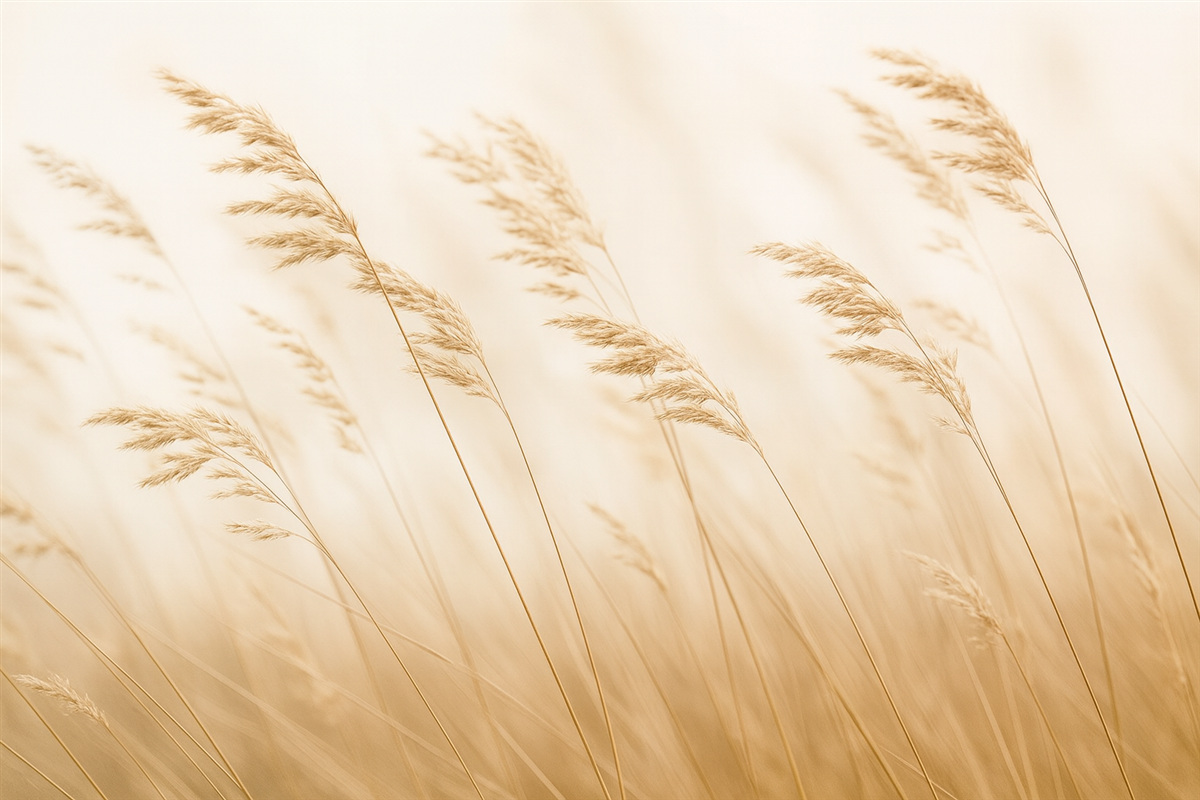 Fototapeta Łąki o poranku skąpane w mgle.