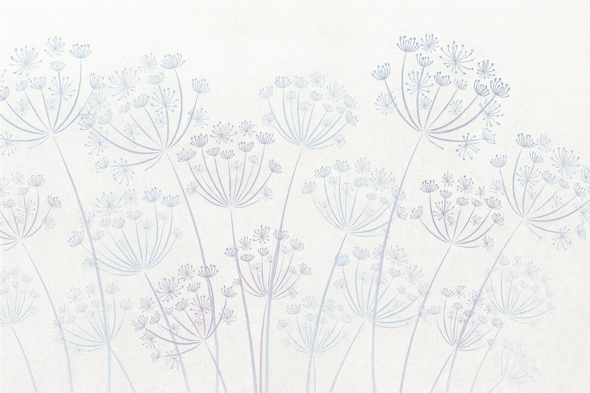 Fototapeta Mniszek pospolity na szarym tle.