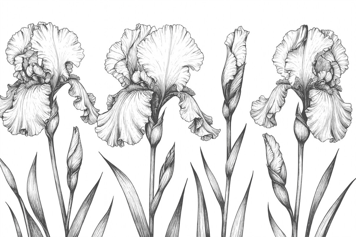 Fototapeta Wizualne przedstawienia tęczówek.