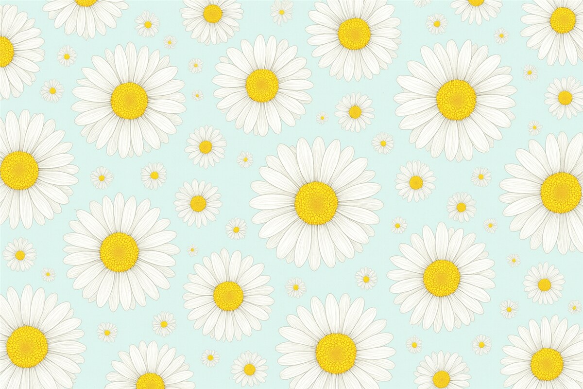 Fototapeta Białe stokrotki na błękitnym tle.