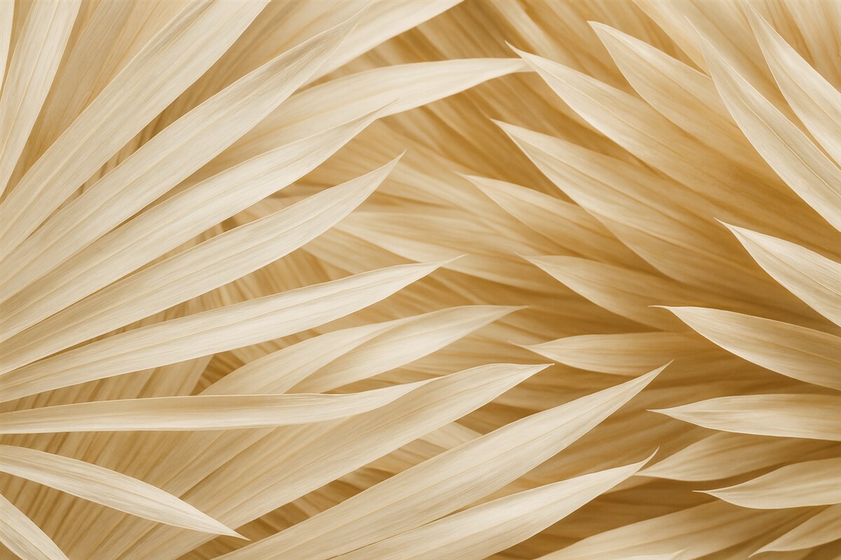 Fototapeta Wyschnięte liście palmowe.