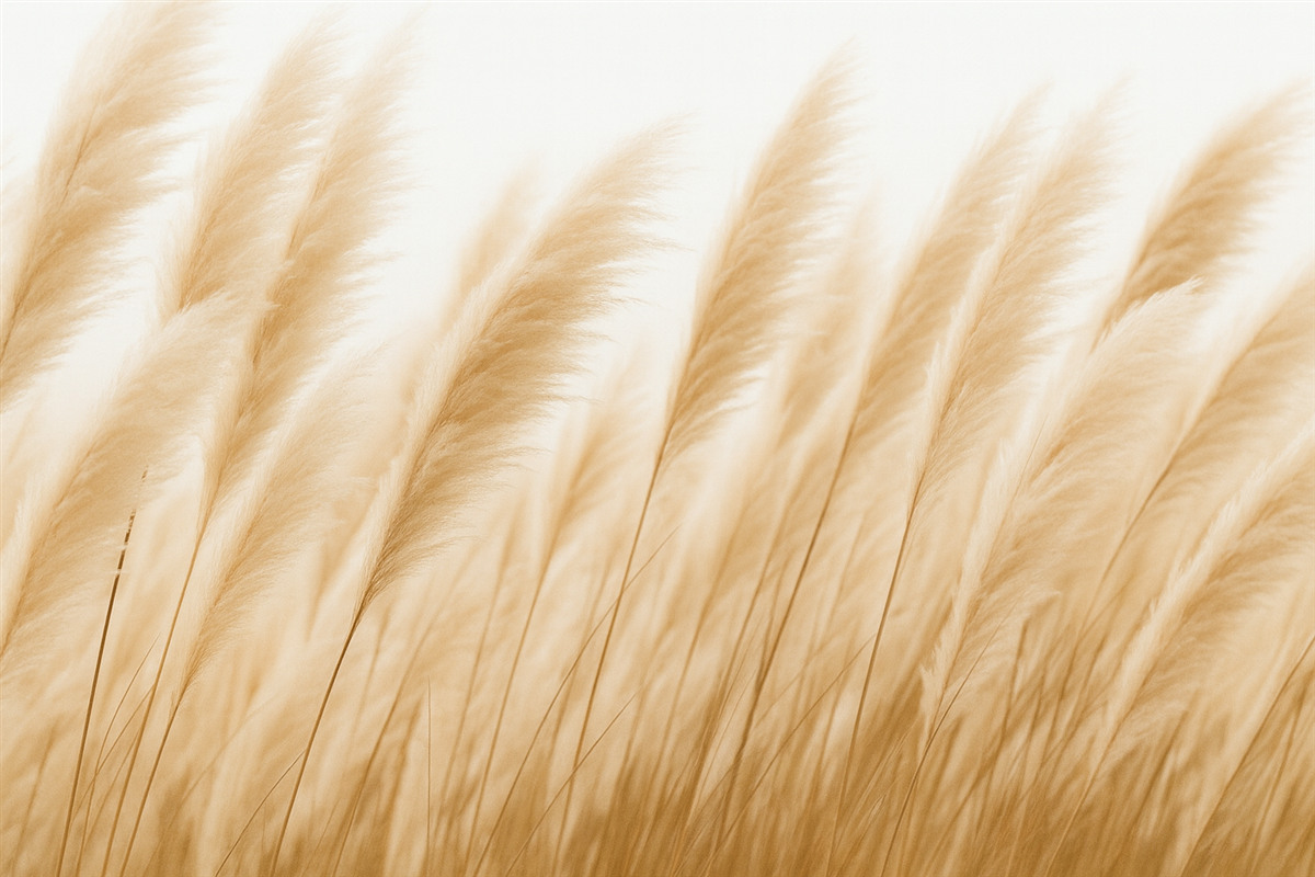 Fototapeta Kłoski w delikatnych odcieniach beżu.