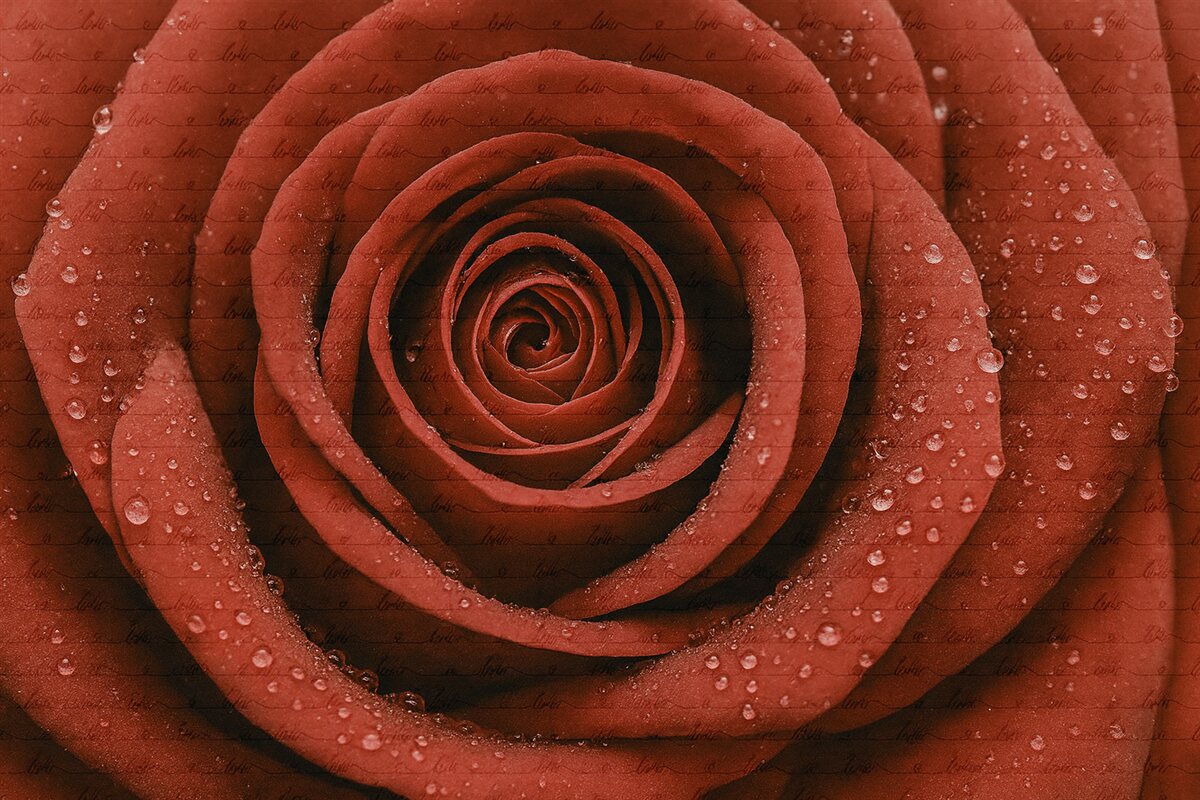 Fototapeta Róża oraz napis Miłość.