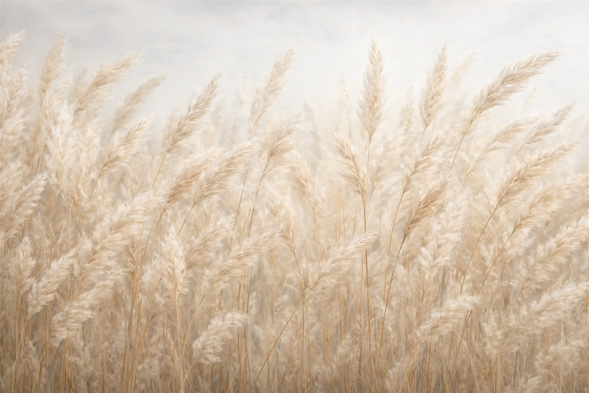 Fototapeta Kłoski na tle niebieskiego nieba.