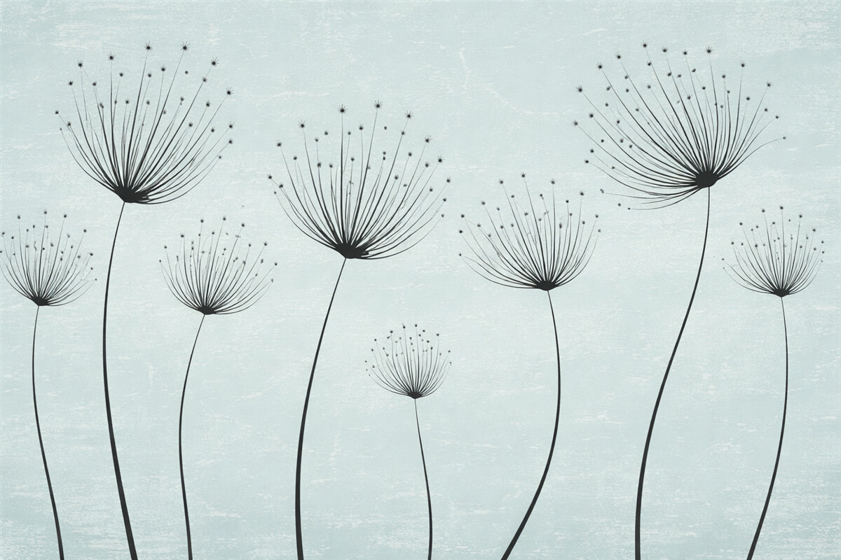 Fototapeta Kwiaty w linii, wczesne mlecze na turkusowej barwie.