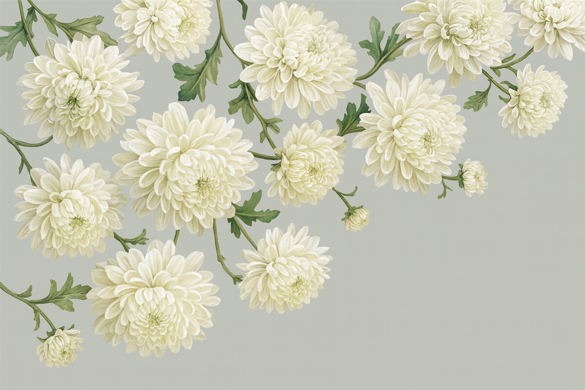 Fototapeta Białe kwiaty chryzantem z zielonymi liśćmi na jasnoszarym tle.