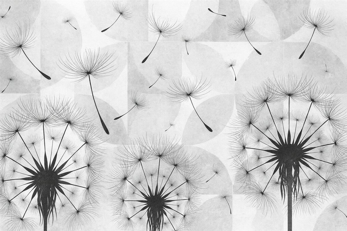 Fototapeta Kwiaty mniszka lekarskiego w kolorze czarno-białym z puszystymi główkami nasion na jasnoszarym i białym tle o fakturze.