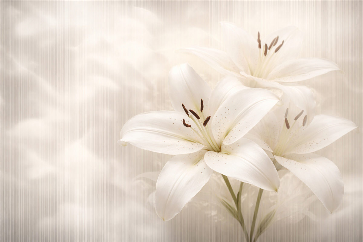 Fototapeta Subtelne beżowe lilie na tle prostokątnych pasów.